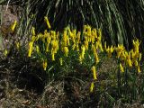 Narcissus cyclamineus. Цветущие растения. Великобритания, Шотландия, Эдинбург, Royal Botanic Garden Edinburgh. 4 апреля 2008 г.