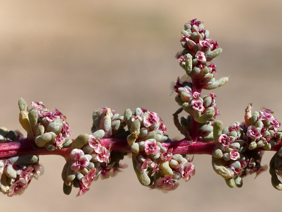 Image of Halogeton glomeratus specimen.