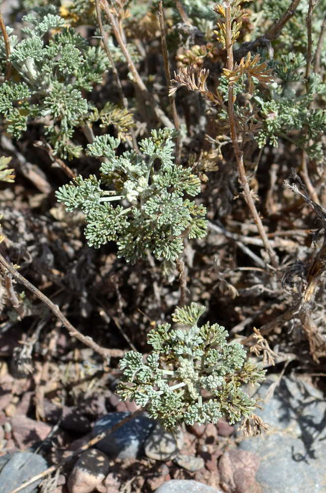 Image of genus Artemisia specimen.