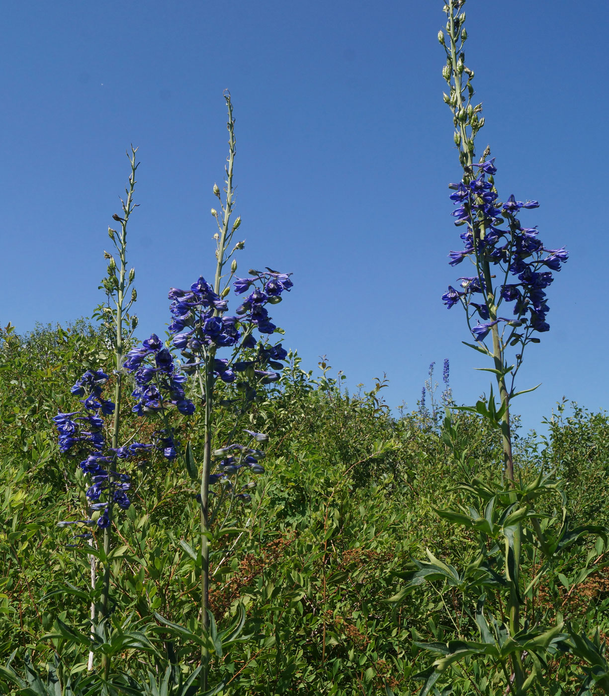 Изображение особи Delphinium dictyocarpum.