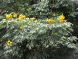 Caesalpinia ferrea