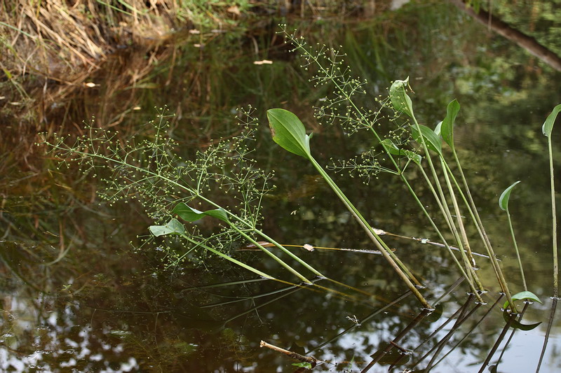 Изображение особи Alisma plantago-aquatica.