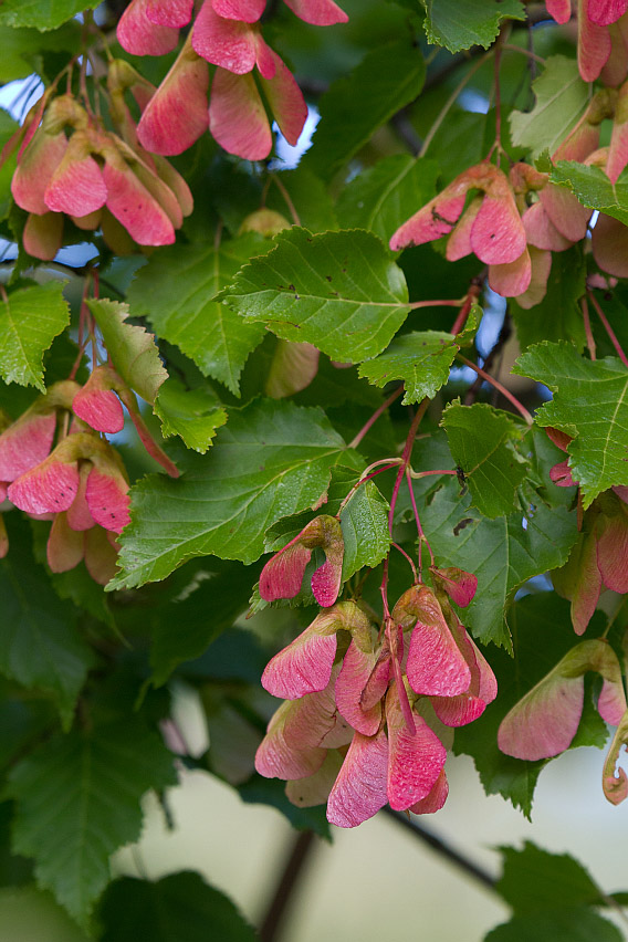 Image of Acer ginnala specimen.