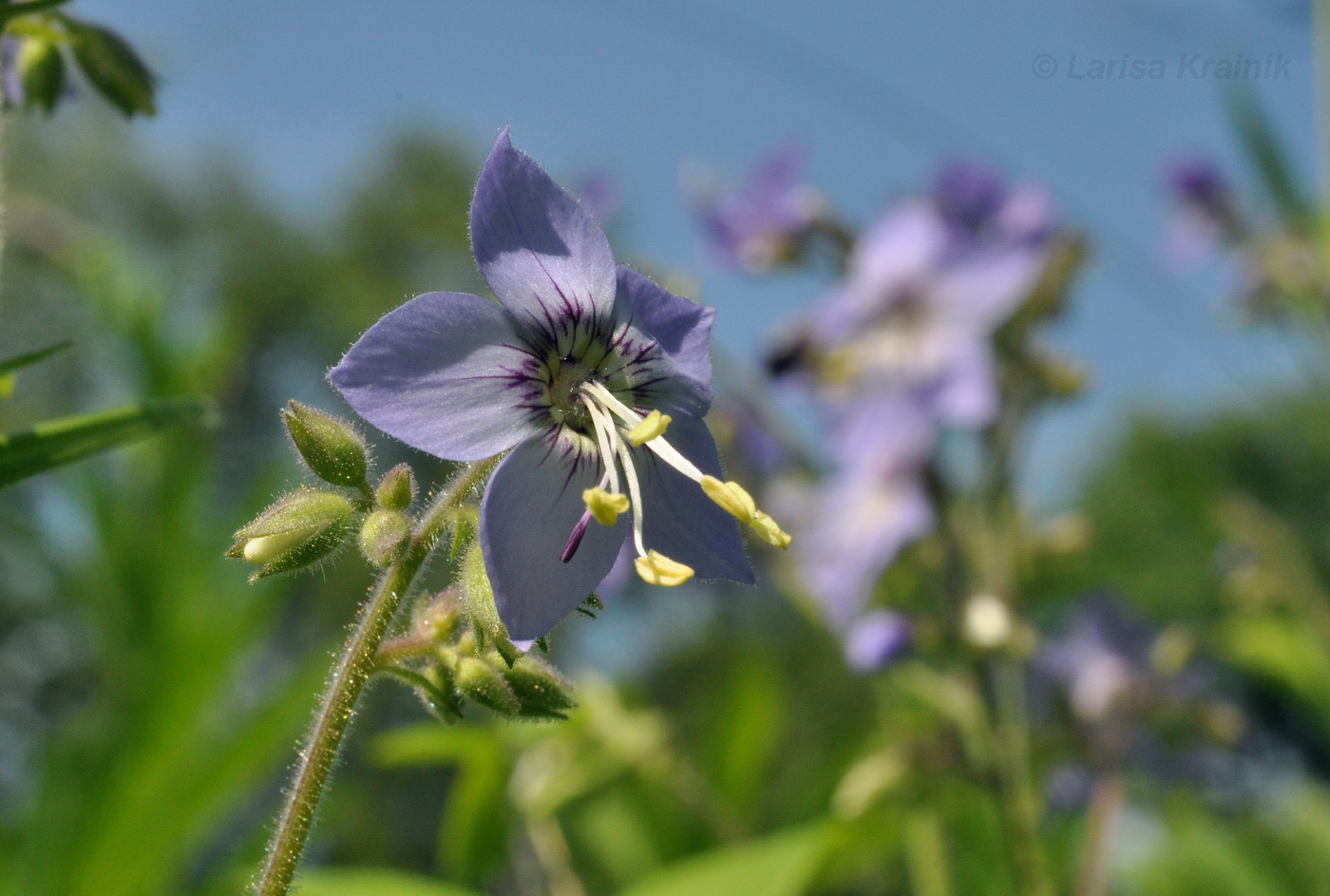 Изображение особи Polemonium laxiflorum.