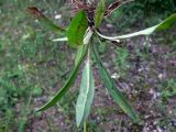 Pilosella onegensis