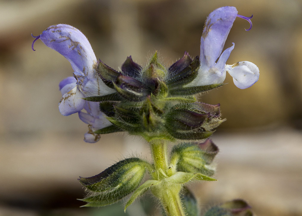 Image of Salvia verbenaca specimen.