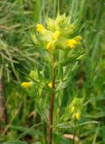 Rhinanthus vernalis. Верхушка цветущего растения. Якутия (Саха), Нерюнгинский р-н, окраина г. Нерюнгри. 28.06.2008.
