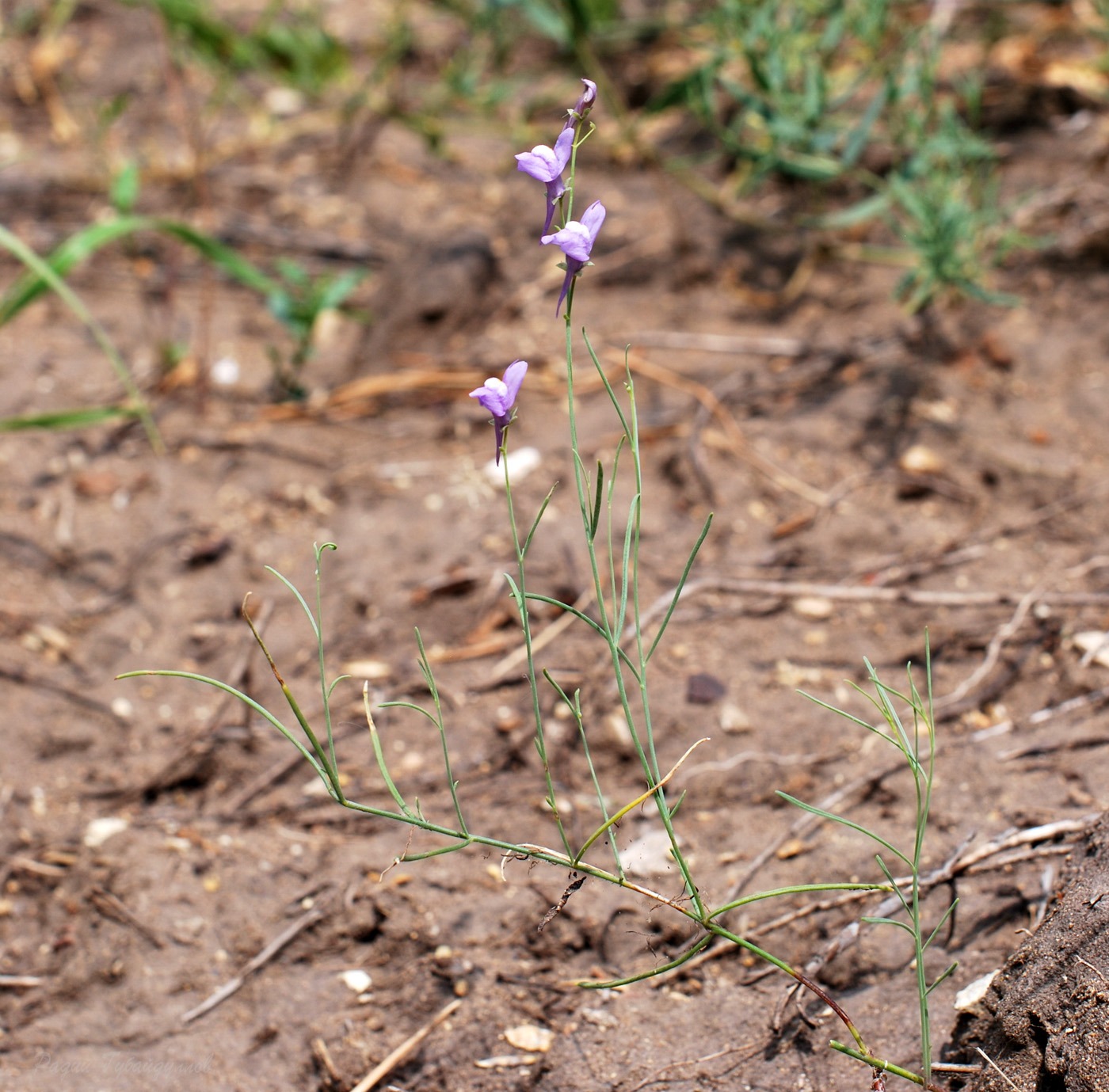 Image of Linaria volgensis specimen.