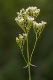 Valeriana tiliifolia. Верхушка растения с соцветиями. Адыгея, Майкопский р-н, плато Лаго-Наки, хр. Каменное Море, субальпийский луг. 19.07.2015.