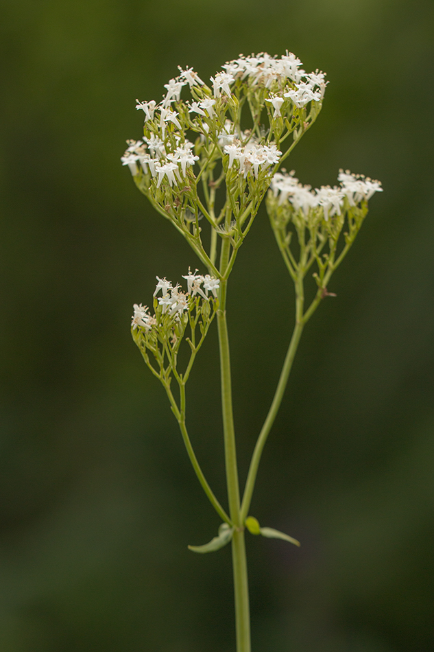 Изображение особи Valeriana tiliifolia.