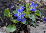 Viola suavis. Цветущее растение. Донецк, опушка лесополосы. 04.04.2016.
