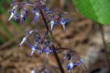 Trachystemon orientalis. Часть соцветия. Краснодарский край, Большой Сочи, окр. пос. Каткова Щель. 28.03.2007.