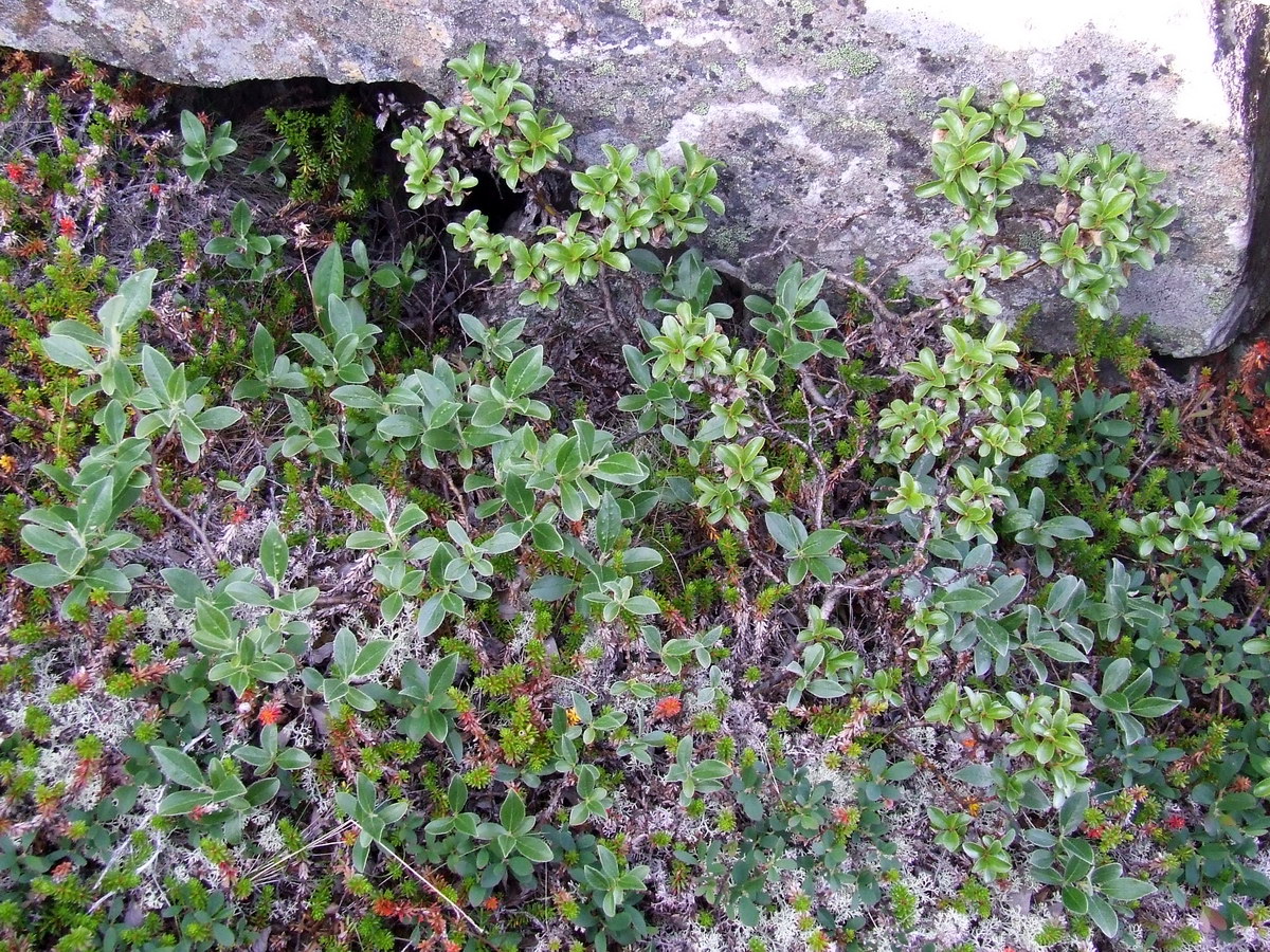 Image of Salix glauca specimen.
