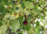 Malus baccata