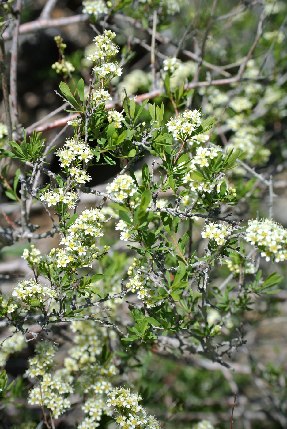 Image of Spiraea hypericifolia specimen.