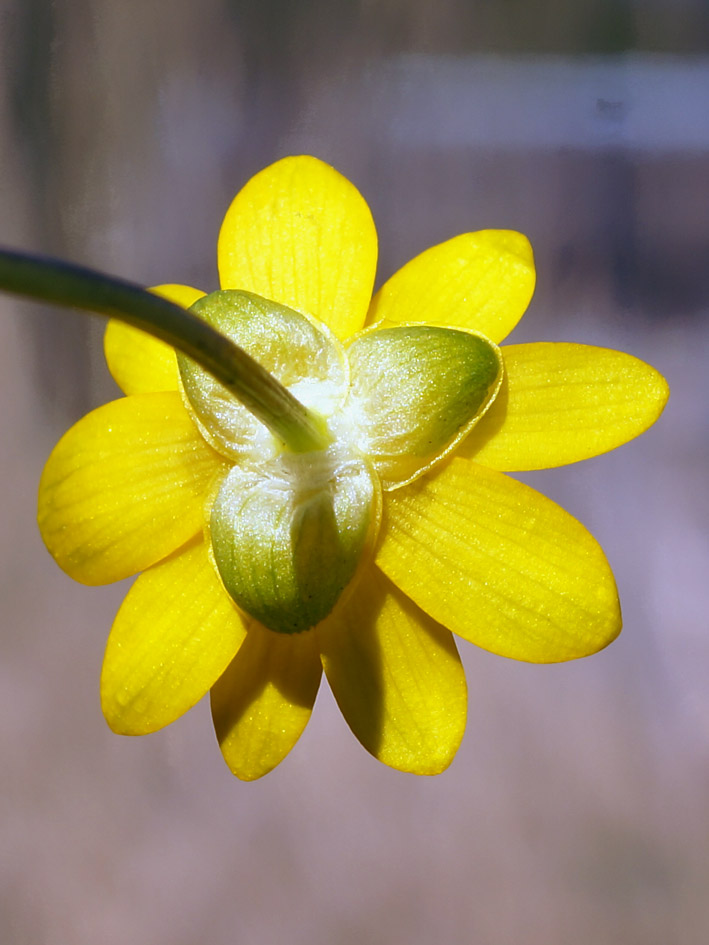 Image of Ficaria verna specimen.