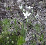 Ornithogalum kochii