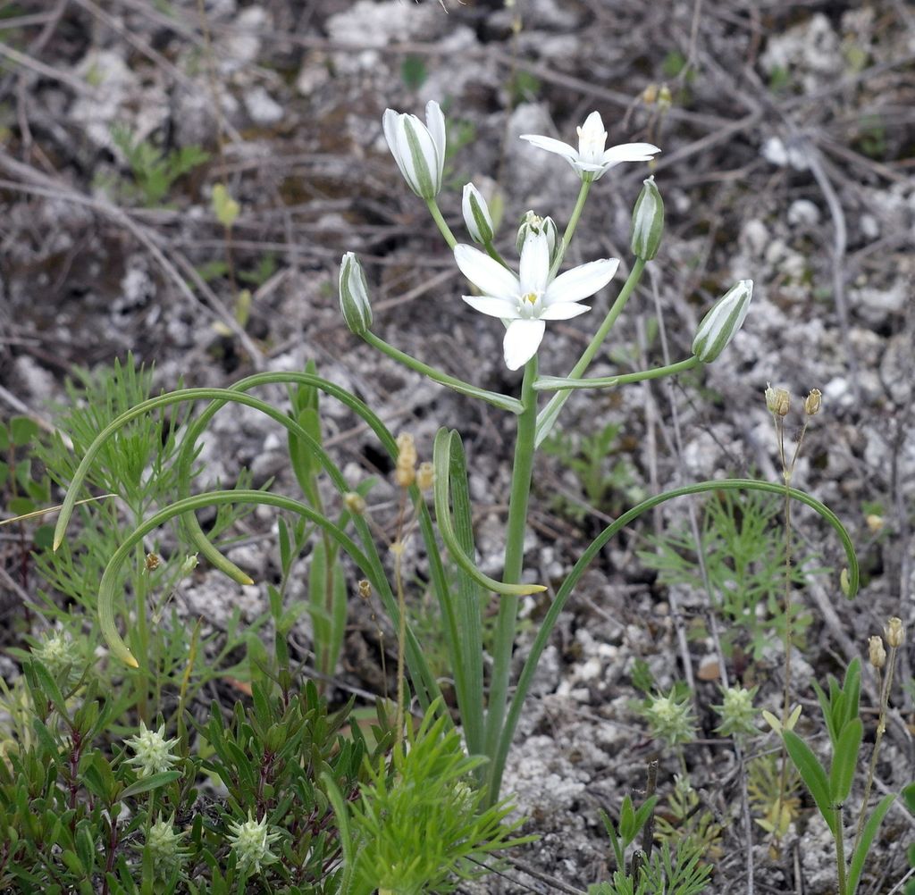 Изображение особи Ornithogalum kochii.