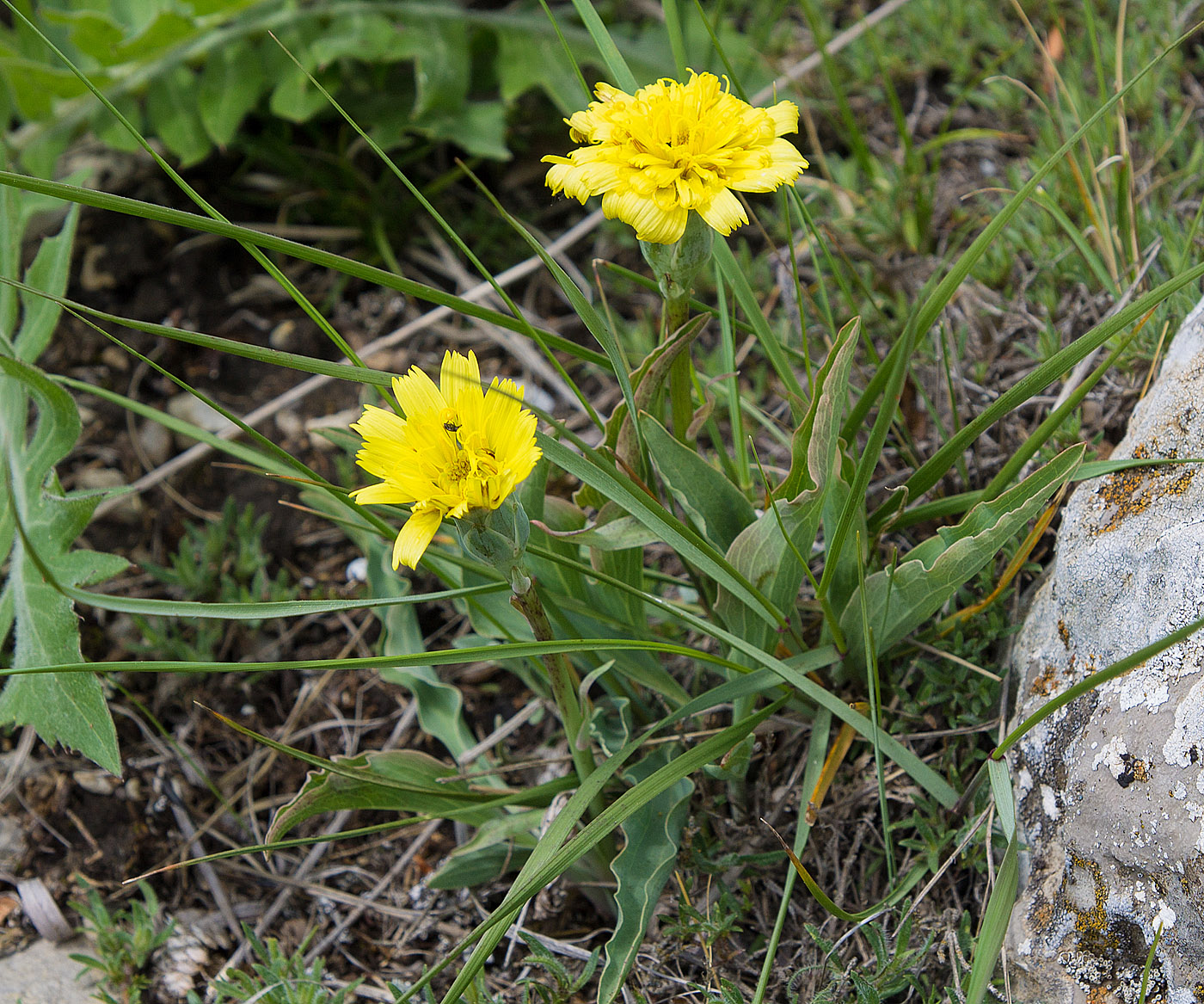 Image of Scorzonera crispa specimen.