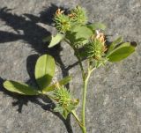 Image of taxon representative. Author is Роланд Цандекидис