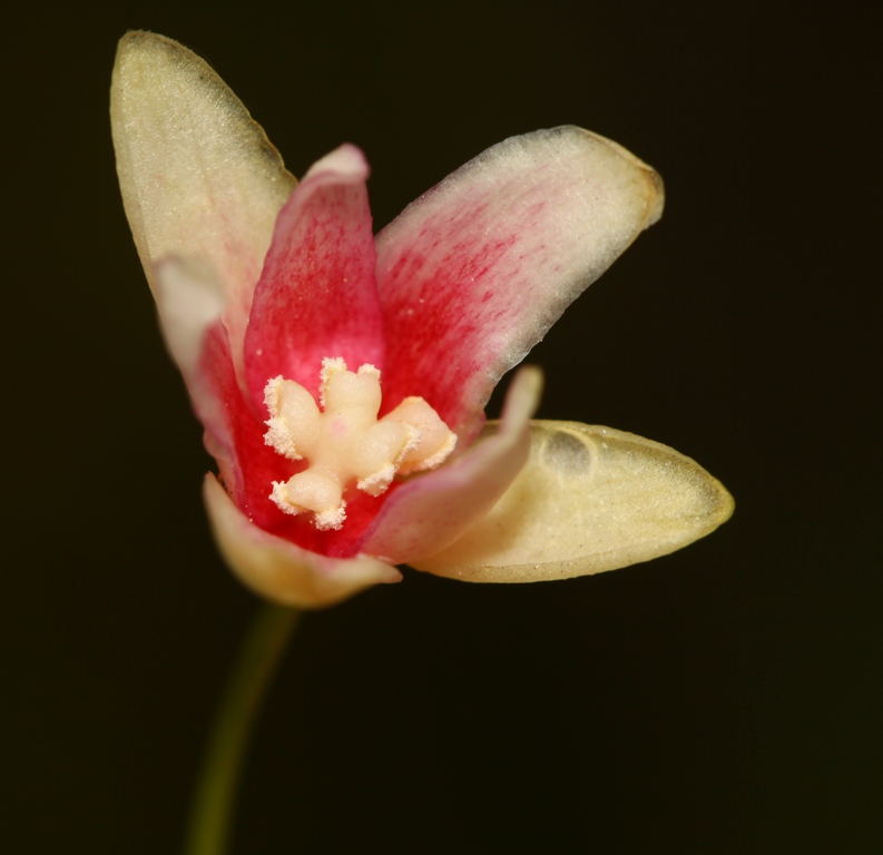 Image of Schisandra chinensis specimen.