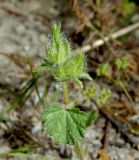 Malva setigera