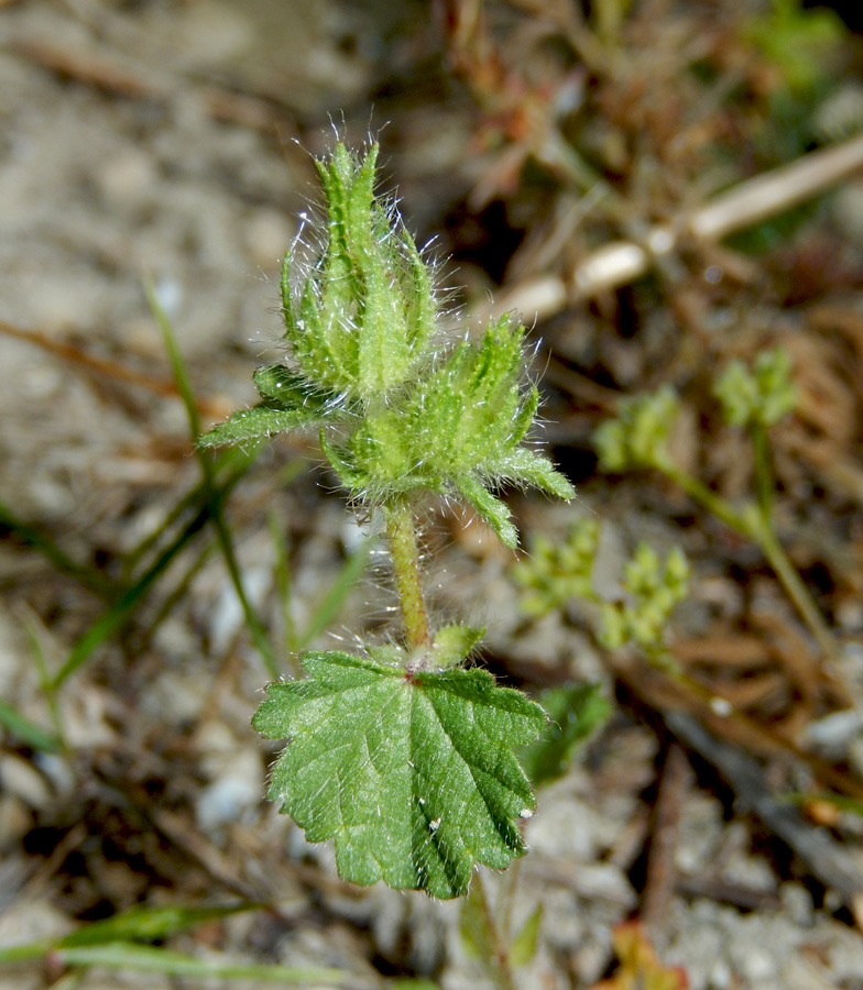 Image of Malva setigera specimen.