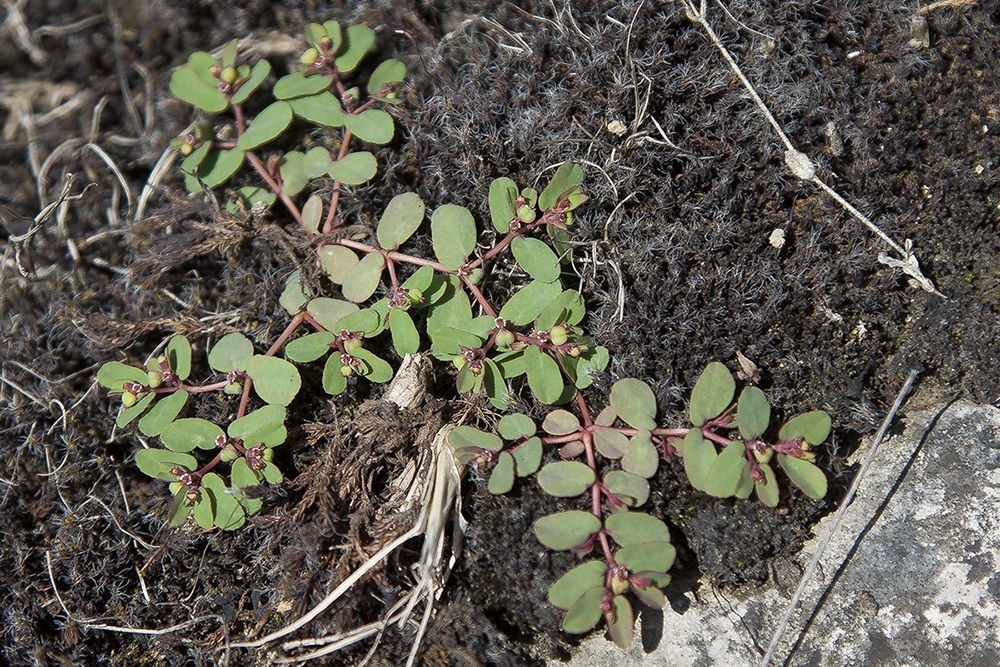 Image of genus Euphorbia specimen.