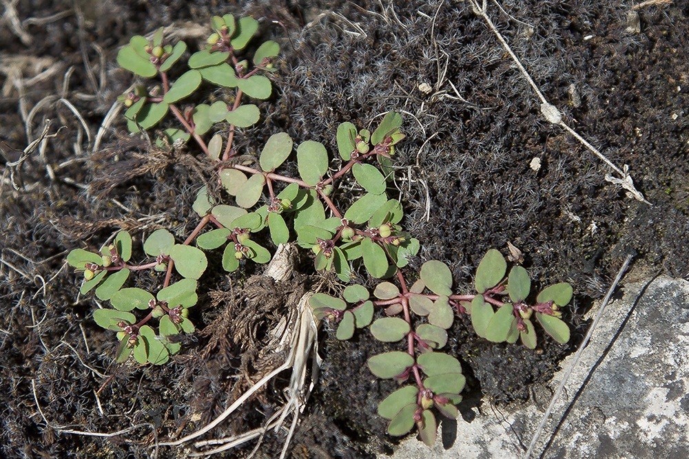 Изображение особи род Euphorbia.