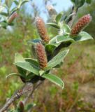 Salix glauca. Ветвь мужской особи в начале цветения. Мурманская обл., Североморский р-н, окр. пос. Росляково, заболоченная опушка березняка, июнь.