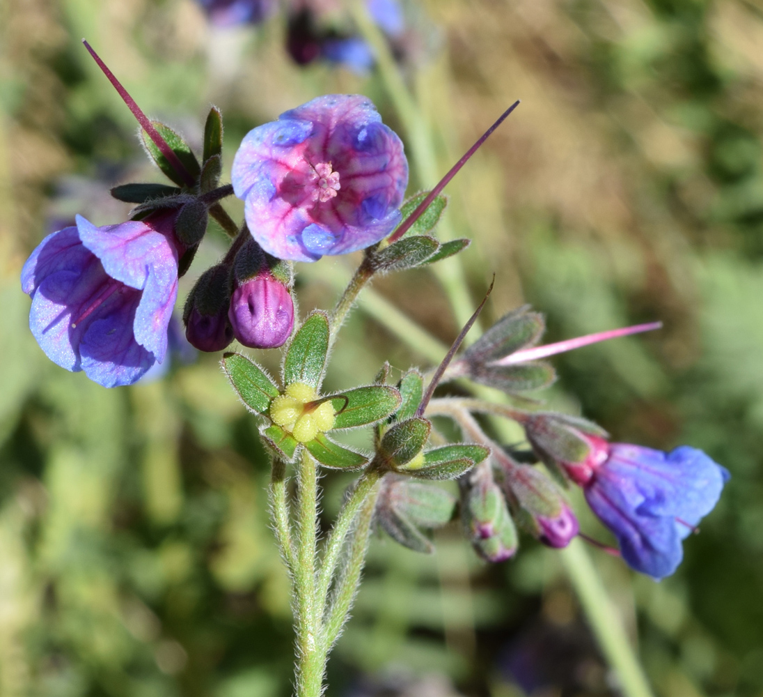 Изображение особи Lindelofia macrostyla.