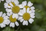 Pyrethrum parthenium. Соцветия. Саратов, Октябрьское ущелье, на клумбе. 09.07.2016.