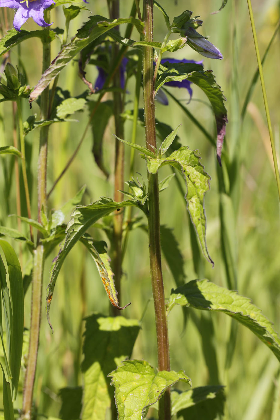 Изображение особи Campanula trachelium.