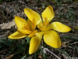 Crocus angustifolius