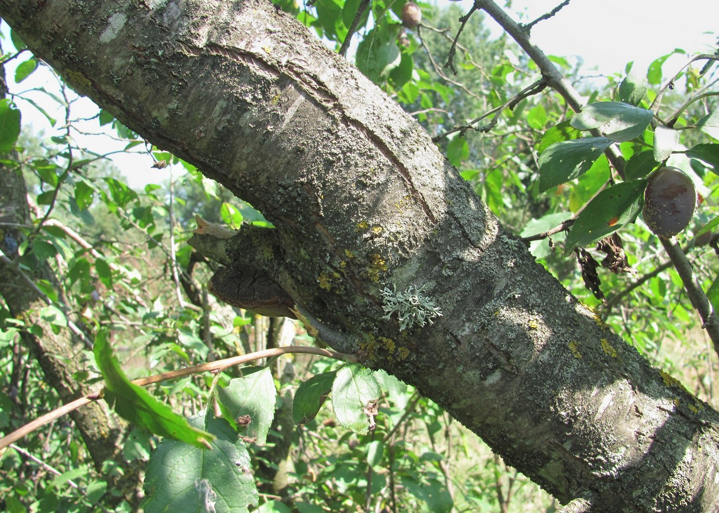 Изображение особи Prunus domestica.