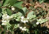 Symphoricarpos разновидность laevigatus