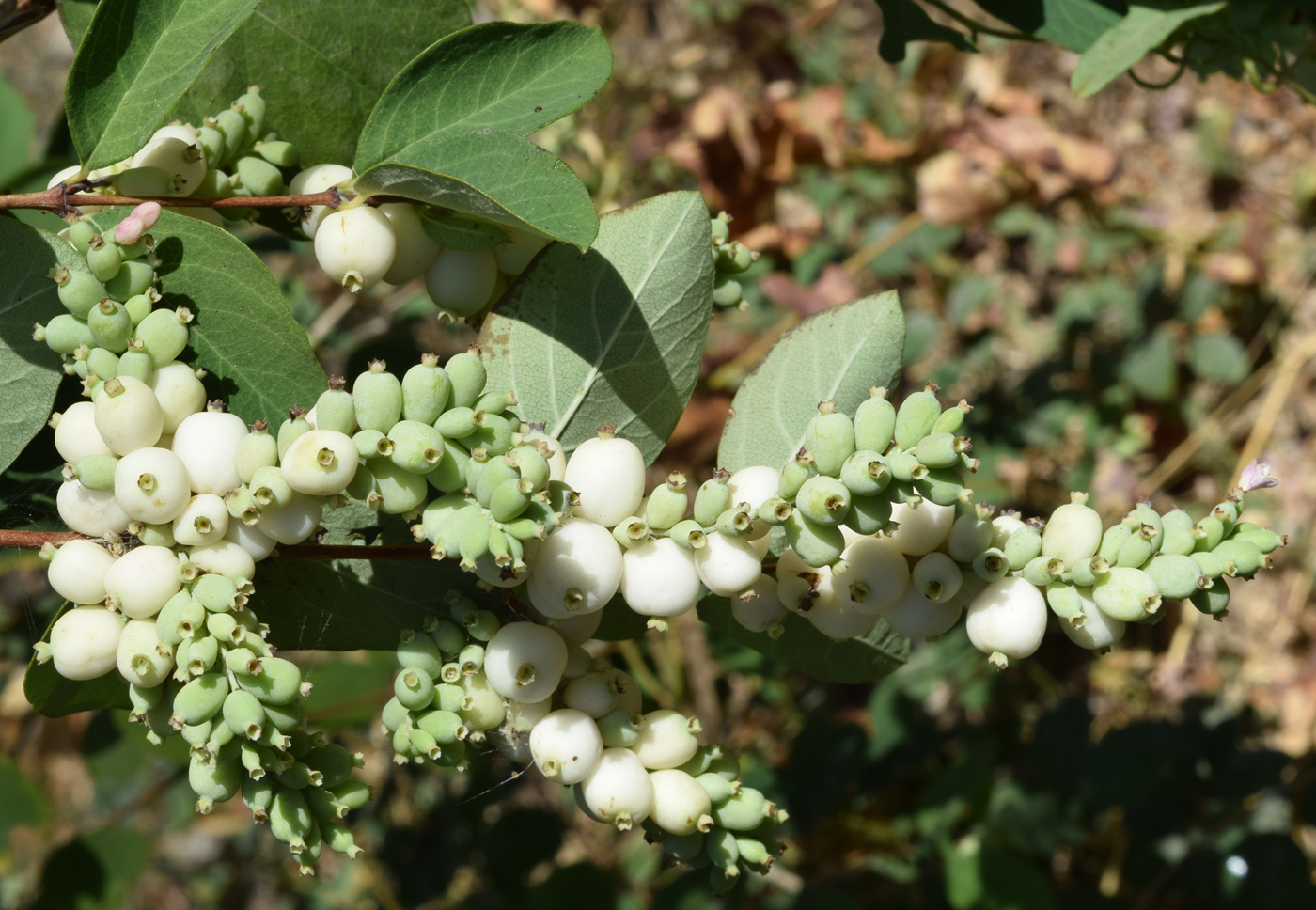 Изображение особи Symphoricarpos albus var. laevigatus.