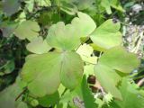 Aquilegia sibirica. Лист с изменяющейся на осеннюю окраской. Иркутская обл., Баяндаевский р-н, окр. с. Ользоны, берёзово-осиновый лес, опушка. 28.08.2016.