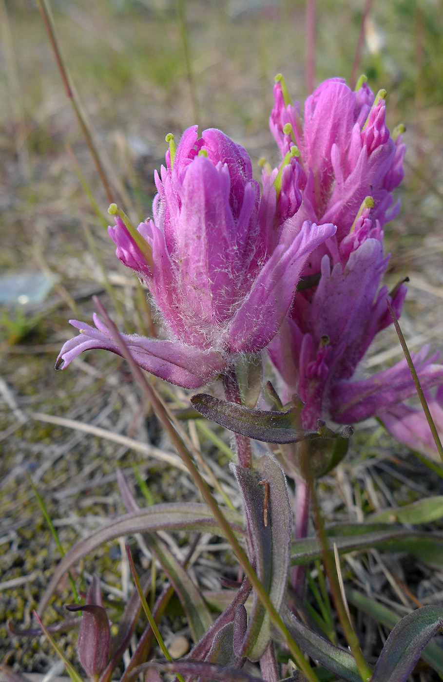 Изображение особи Castilleja elegans.