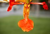Delonix regia