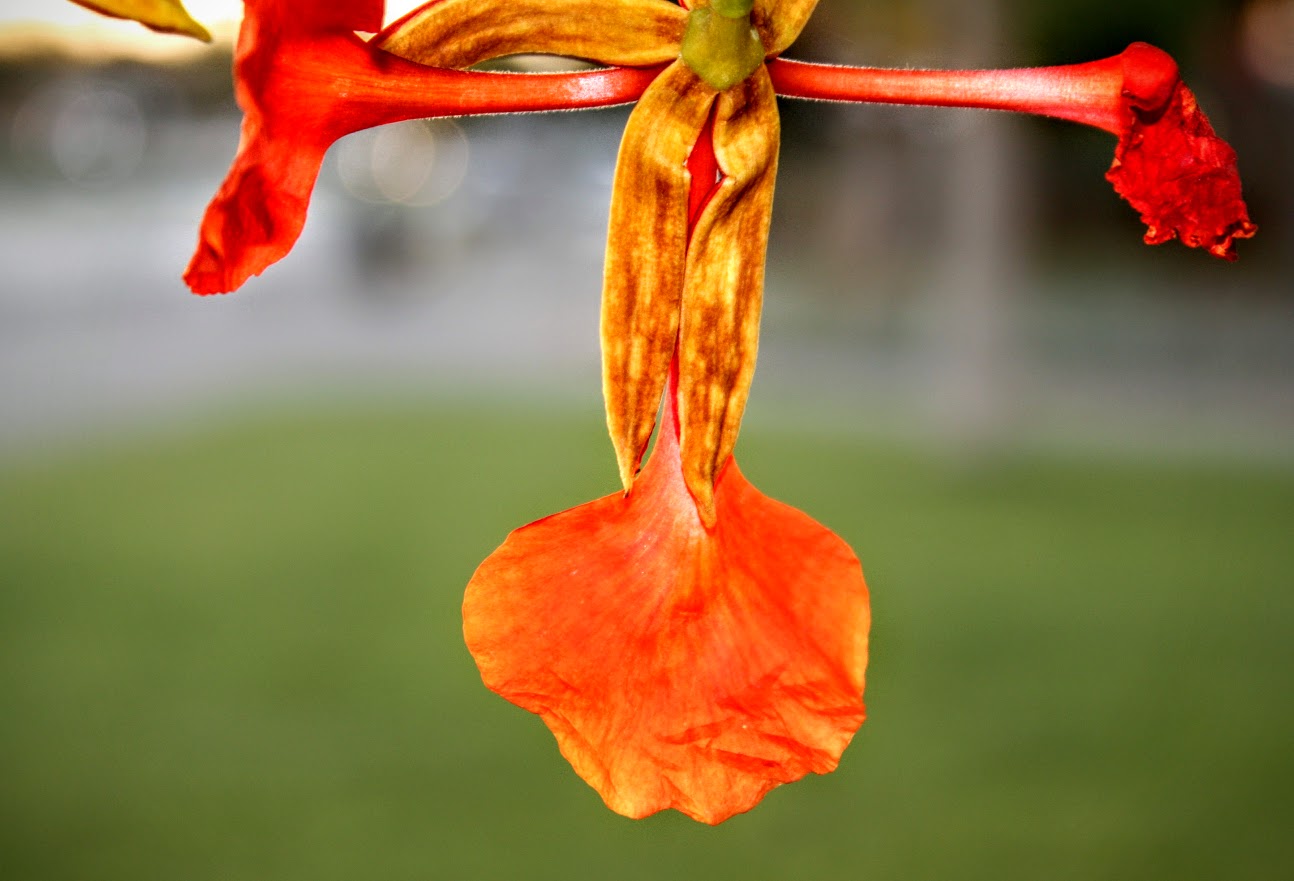 Изображение особи Delonix regia.