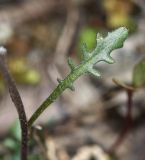 Image of taxon representative. Author is Вера Волкотруб