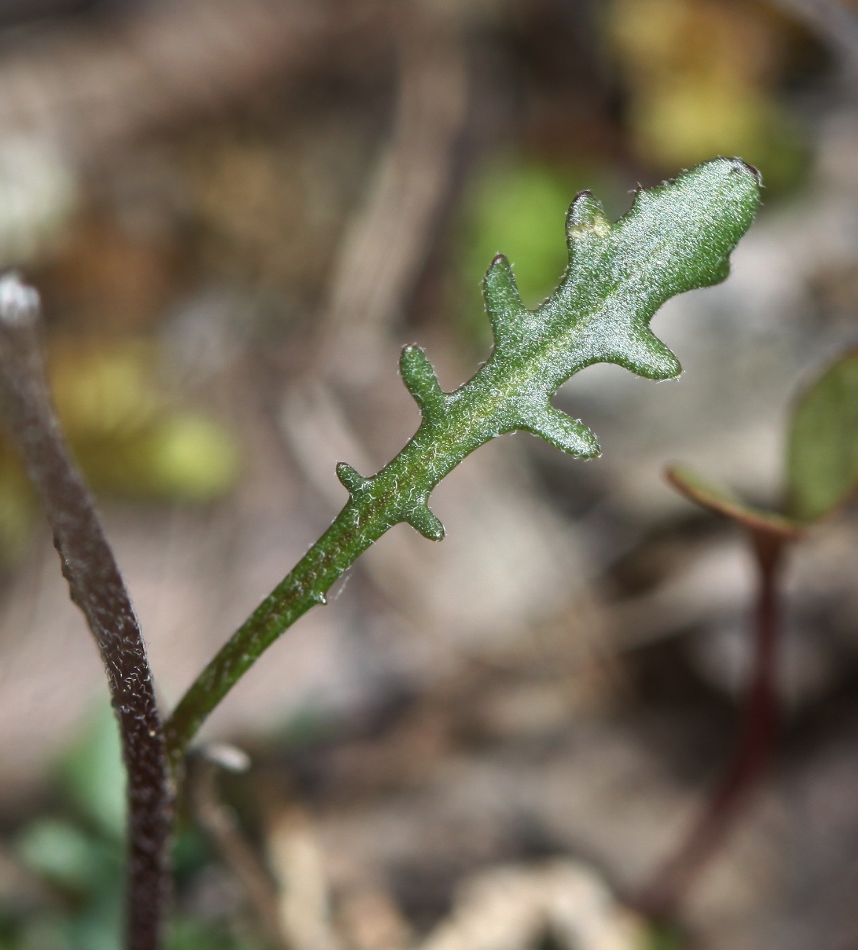 Изображение особи Braya humilis.