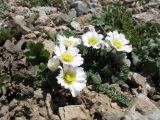 Callianthemum alatavicum