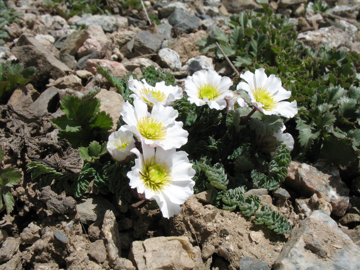 Изображение особи Callianthemum alatavicum.