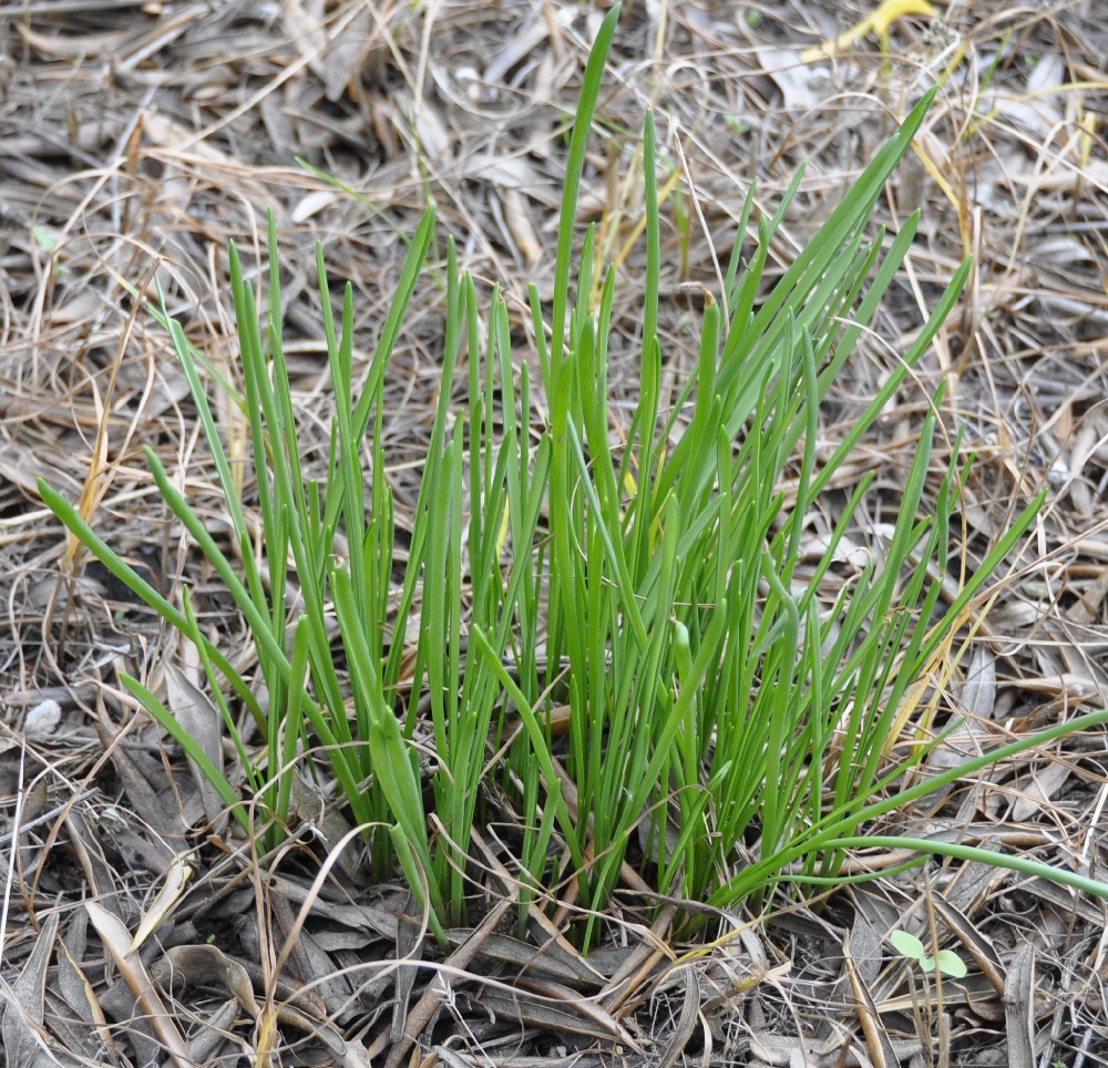 Image of Muscari armeniacum specimen.