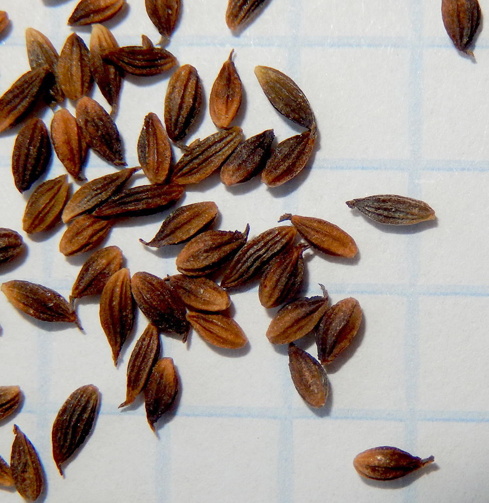 Image of Thalictrum minus specimen.