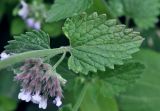 Смотреть изображение род Nepeta