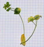 Image of taxon representative. Author is Татьяна Мальчинская