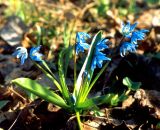 Scilla siberica. Цветущее растение. Украина, Донецкая обл., Новоазовский р-н, заповедник \"Хомутовская степь\". Средина апреля 2003 г.